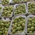 New Crop Fresh Green Shandong Pear